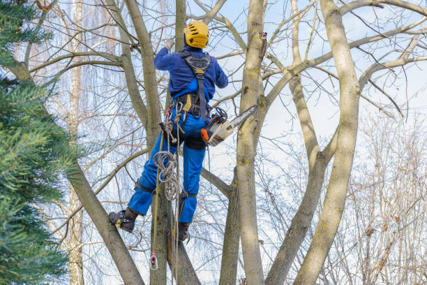 Best Arborist Consultation Services  in Mendenhall, MS